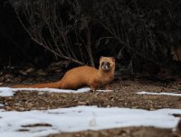 多行不义必自毙