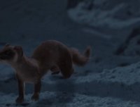 黄大仙报恩：你养我三年，我守护你三十年！