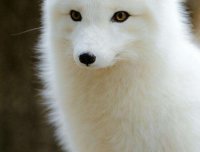 说一说自己修道的事——狐仙师兄