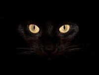 灵异事件：黑猫