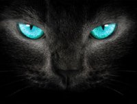 晚上的黑白动物