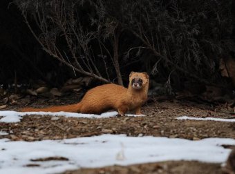 多行不义必自毙