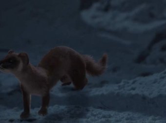 黄大仙报恩：你养我三年，我守护你三十年！