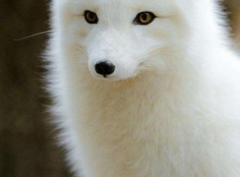 说一说自己修道的事——狐仙师兄