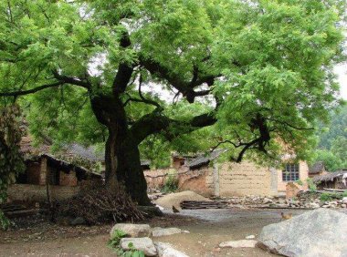 邯郸神灵异事(1)：槐仙树神的故事