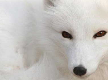 人和护法的那些事儿——受伤的男狐仙