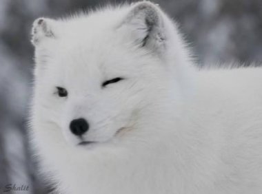 報恩的可愛小白狐