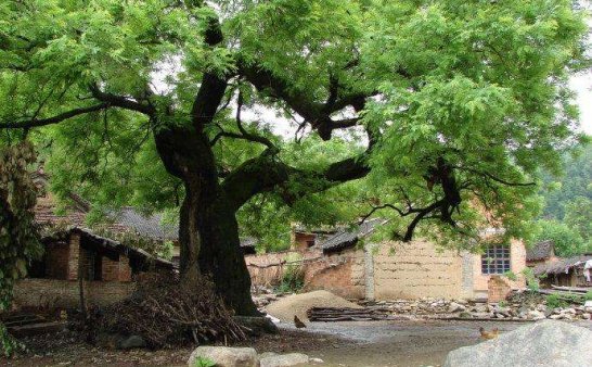 邯郸神灵异事(1):槐仙树神的故事