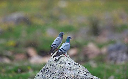 为什么我朋友那么害怕鸽子?