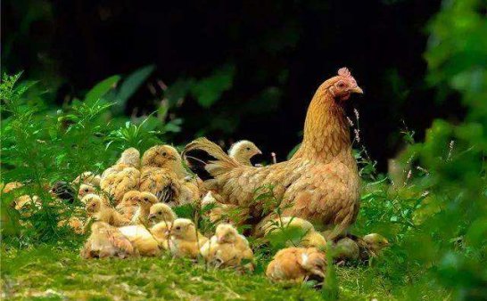 母鸡打鸣有什么预兆？