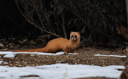 我爷爷的故事:救了一只黄鼠狼,从此天天送吃的