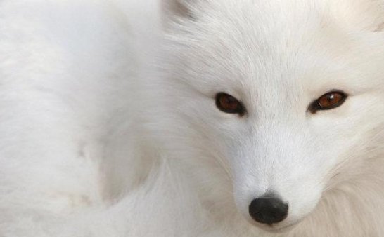 人和护法的那些事儿——受伤的男狐仙