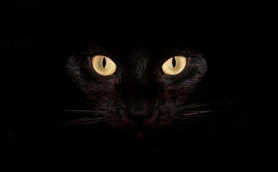 灵异事件:黑猫