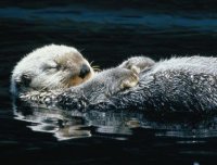 “水猴子”物语