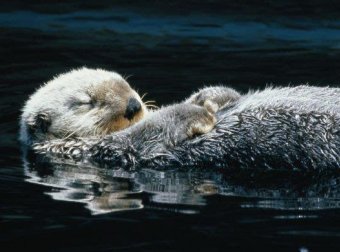 “水猴子”物语