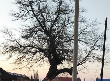 家乡的的老树，诉说着百年的故事