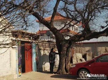 六百多年历史的古树