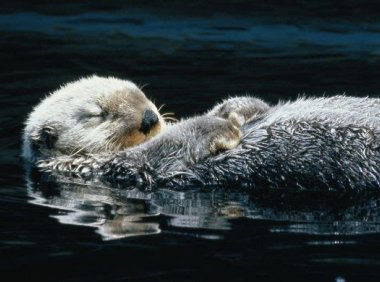 “水猴子”物语