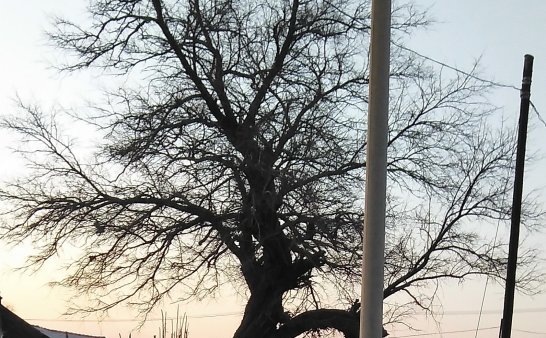 家乡的的老树，诉说着百年的故事