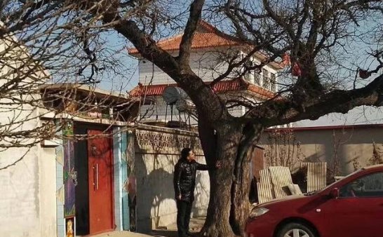 六百多年历史的古树