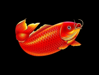 “红色大鲤鱼”