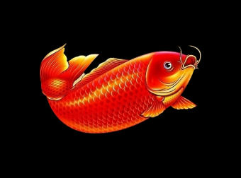 “红色大鲤鱼”