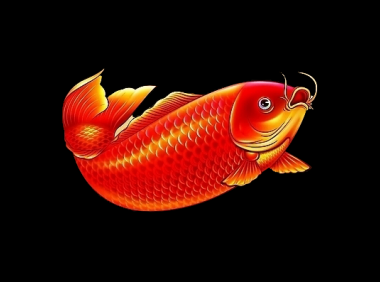 “红色大鲤鱼”