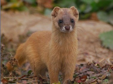 西瓜地碰上狐大仙【父亲的恐怖经历】