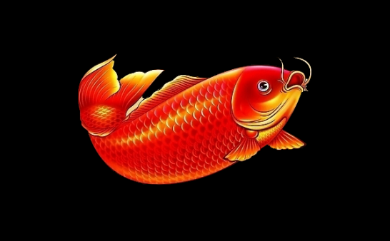 “红色大鲤鱼”