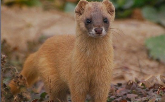 西瓜地碰上狐大仙【父亲的恐怖经历】
