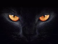 猫为啥不能接近死人?原因竟然是………..