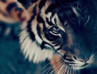 山中打猎遇猛虎,心惊肉跳暗叫苦。一念慈悲救苦难,不昧因果福寿主。