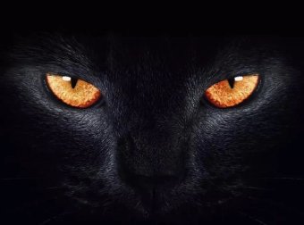 猫为啥不能接近死人?原因竟然是………..