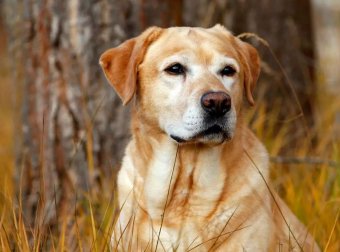 狗看到鬼时的反应！！！！