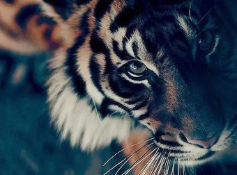 山中打猎遇猛虎,心惊肉跳暗叫苦。一念慈悲救苦难,不昧因果福寿主。