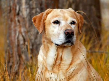 狗看到鬼时的反应!!!!