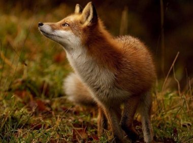 狐狸冻僵在地上，心善的阿婆把它救活，哪料……..