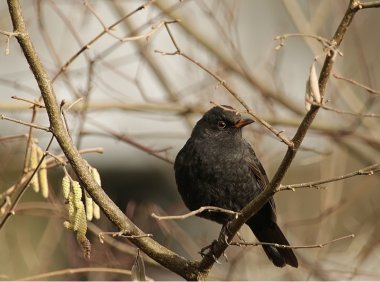 原创故事-小 玉