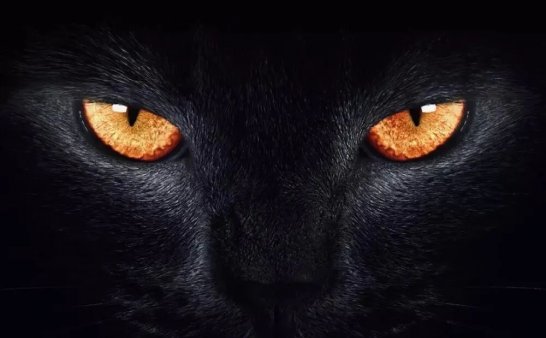 猫为啥不能接近死人?原因竟然是………..