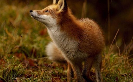 狐狸冻僵在地上,心善的阿婆把它救活,哪料……..