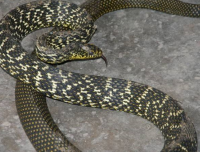 打死蛇后的报应