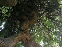 梦里要修庙事件后续