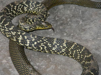 打死蛇后的报应