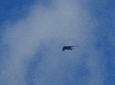 是外星飞行器，还是外星戓灵异生命体？ 