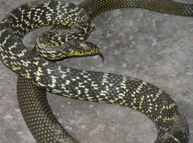 打死蛇后的报应