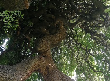 梦里要修庙事件后续