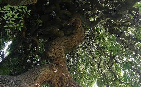 梦里要修庙事件后续