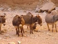 造畜：饥饿、逃荒、死亡、活叫驴（下）