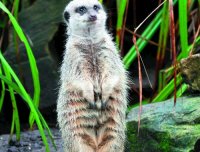 乡村老道斗野仙（替本人转述）