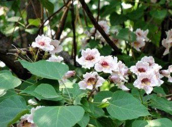 菲兹的32个试婚男人